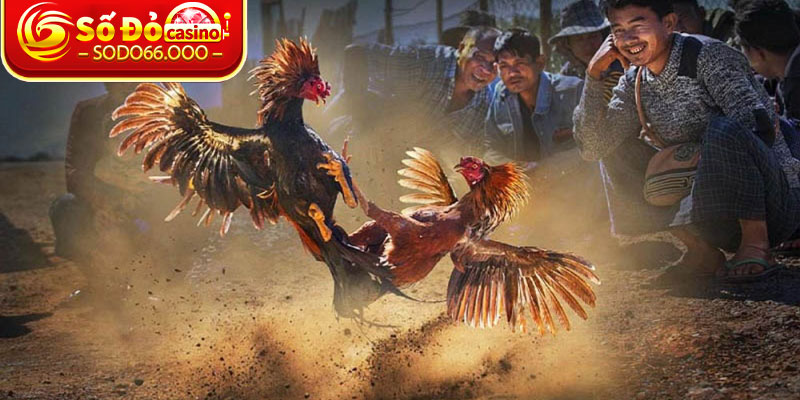 Bí quyết để chiến thắng và nhận được phần thưởng ở giải đá gà C3 
