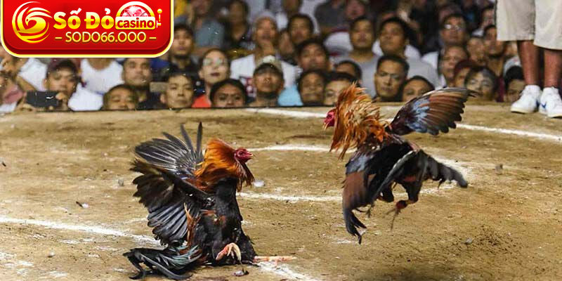 Khám phá ngay sân chơi cá cược hấp dẫn đá gà C3 